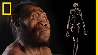 New Human Ancestor Discovered Homo naledi EXCLUSIVE VIDEO  National Geographic [upl. by Reinert]