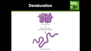 Protein Denaturation  Quick Explanation [upl. by Ettennor980]