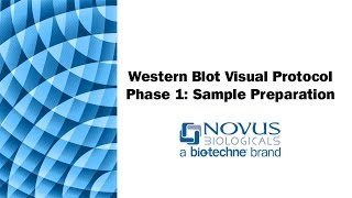 Western Blot Visual Protocol Phase 1 Sample Preparation [upl. by Buddie]