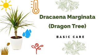 Dracaena Marginata Basic Care Madagascar dragon tree [upl. by Airitac]