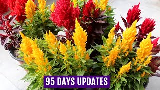 Know How to Grow n Care for Celosia Plants  Complete GUIDE [upl. by Ariew922]