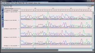 DNASTAR  Assembling and Analyzing Sanger Sequencing Data [upl. by Cyril]