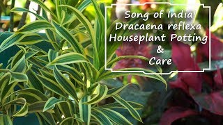 Song of India Dracaena Houseplant Care [upl. by Hevak812]