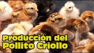 Producción de Pollito Criollo Bebe [upl. by Verene]