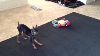 Minpin Barking [upl. by Mcdonald410]