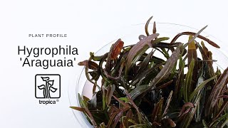 Hygrophila Araguaia [upl. by Enrobyalc]