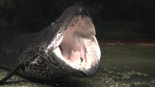 Lungfish Protopterus aethiopicus yawn [upl. by Bovill442]