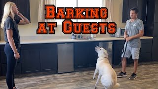 Does your dog bark at people coming to the house [upl. by Neisa]