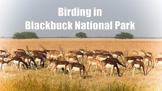 Blackbuck national park birding [upl. by Pesek]