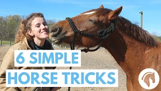 How to Teach Your Horse Tricks 6 Simple Tricks [upl. by Catriona210]