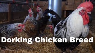 Chicken Breed Analysis Dorking [upl. by Aitital435]