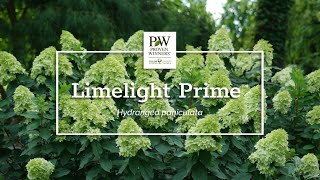 Introducing Limelight Prime™ [upl. by Naerol784]