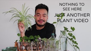 How To Propagate Houseplants From Cuttings  Indoor Plants [upl. by Aramoiz]