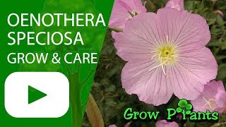 Oenothera speciosa  growing and care [upl. by Hailed401]