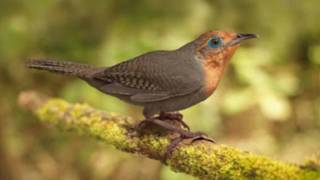 The Sing of Birds  O Cantar dos Pássaros [upl. by Hannahoj]