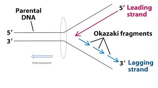 Okazaki fragments  Explanation 1080p [upl. by Lette]