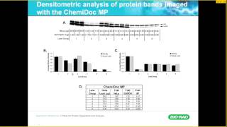 Reliable Quantification of Western Blot Data [upl. by Airuam]