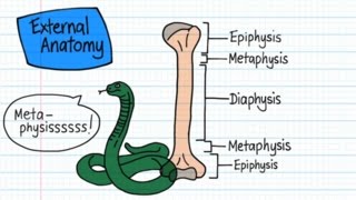 Long Bone Anatomy  Drawn amp Defined [upl. by Ahsito]