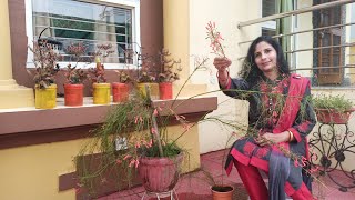 Growing Russelia or Firecracker plant at home [upl. by Langer]