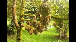 Durian The King of Fruits [upl. by Vey]