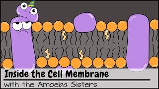 Inside the Cell Membrane [upl. by Arzed]