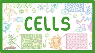 GCSE Biology  Cell Types and Cell Structure 2 [upl. by Tabor]