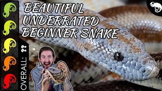 Rosy Boa The Best Pet Snake [upl. by Greenman]