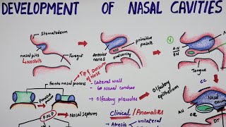 Development Of Nasal Cavities  Embryology [upl. by Nemaj]