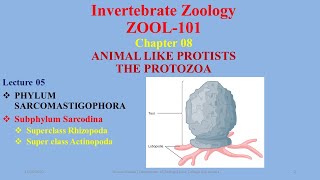 Subphylum Sarcodina Superclass Rhizopoda Actinopoda Heliozoans Actinopoda Amoeba [upl. by Bjorn2]