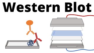 Western Blot  Protein Immunoblot explained [upl. by Suivatnod]