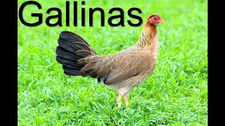 Gallinas Finas Seleccion Reproduccion Cria Razas Y Lineas [upl. by Sanson]