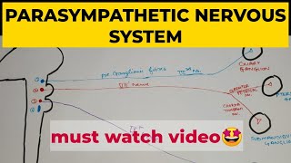 ANS  2  Parasympathetic Nervous System [upl. by Anayia973]