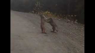 Two Lynx Fight Over Territory [upl. by Barrada]