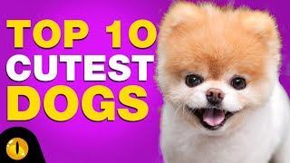 TOP 10 CUTEST DOG BREEDS [upl. by Anrak440]