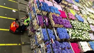 Aalsmeer Royal Holland Flower Auction by Iskamdaletya [upl. by Tacita]