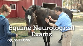 Equine Neurological Exams [upl. by Nodnart964]