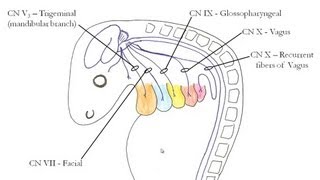 12 Weeks Pregnant 2nd Trimester Heartbeat and Reflexes [upl. by Jerad]