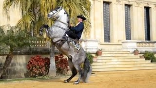 The Andalusian Horse [upl. by Aiym]