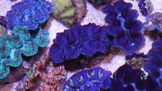 Reefscom  All about clams [upl. by Arva980]