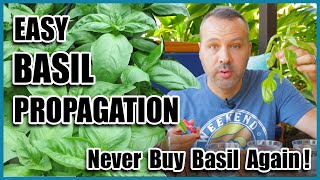 Easy BASIL Propagation  NEVER Buy Basil Again [upl. by Ennovy]