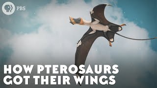 How Pterosaurs Got Their Wings [upl. by Laddy467]