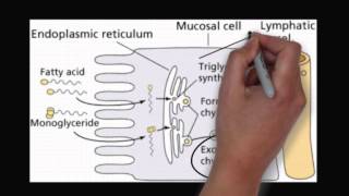 The digestion and absorption of lipids [upl. by Ilek762]