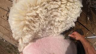 How to shear sheep go pro view [upl. by Evreh]