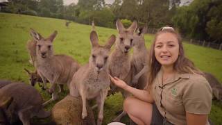 Learn all about Kangaroos and Wallabies [upl. by Viviyan230]