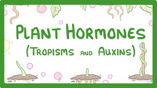 Plant Hormones  Tropisms amp Auxins 52 [upl. by Alamak154]