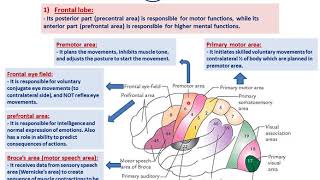 Functional cortical areas of the brainDrAhmed Farid [upl. by Nnylecyoj]