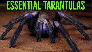 MUST HAVE Tarantulas  YOU Need These BIG Spiders [upl. by Philippine441]