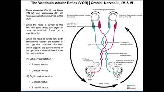 Vestibuloocular Reflex VOR  Structure amp Physiology [upl. by Akeryt158]