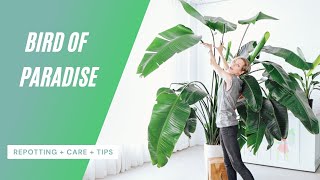 Bird Of Paradise Care  Repotting  Watering  Tips 🌱 [upl. by Bernardo]