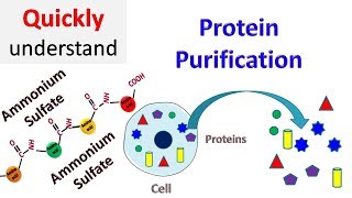 Protein Purification [upl. by Enniroc]